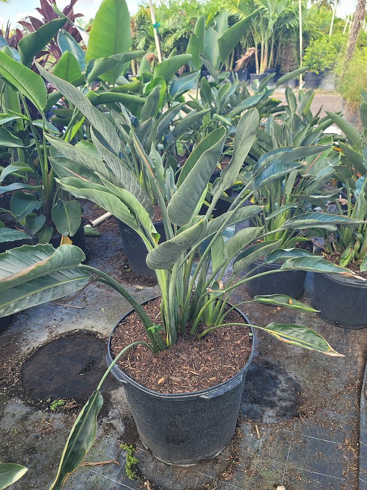 strelitzia-juncea-brazil-dwarf-bird-of-paradise-brazil-dwarf-orange