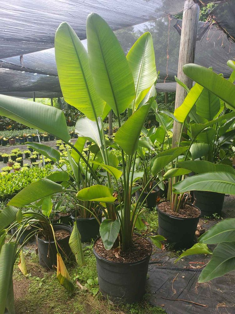 strelitzia-nicolai-white-bird-of-paradise