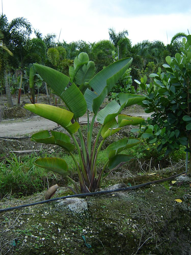 strelitzia-nicolai-white-bird-of-paradise
