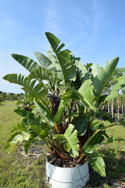 strelitzia-nicolai-white-bird-of-paradise
