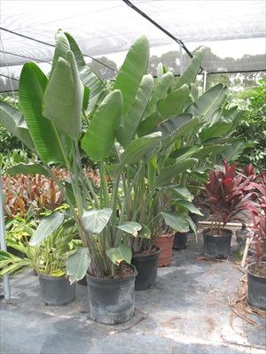 strelitzia-nicolai-white-bird-of-paradise