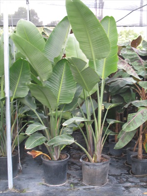 strelitzia-nicolai-white-bird-of-paradise