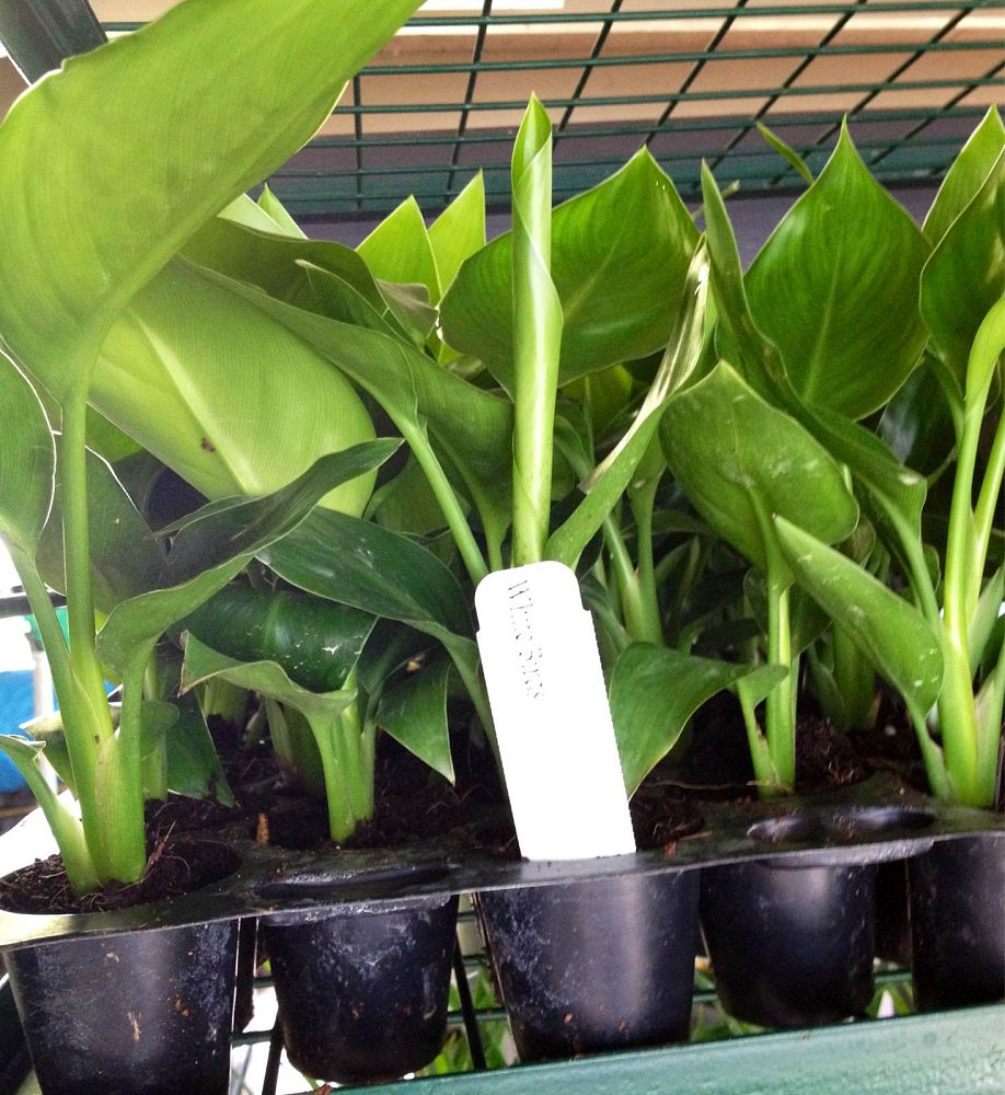 strelitzia-nicolai-white-bird-of-paradise