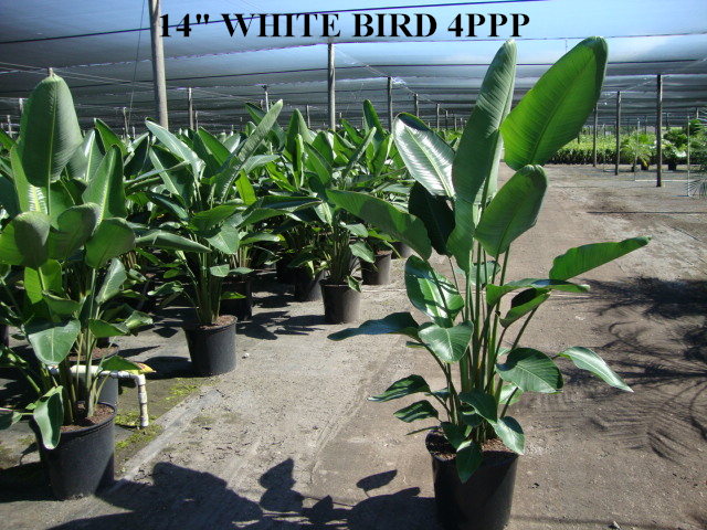 strelitzia-nicolai-white-bird-of-paradise