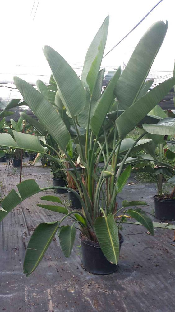 strelitzia-nicolai-white-bird-of-paradise