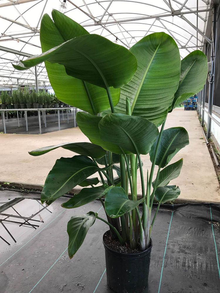 strelitzia-nicolai-white-bird-of-paradise