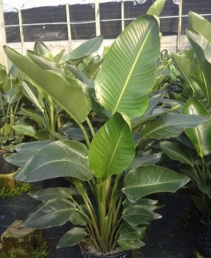 strelitzia-nicolai-white-bird-of-paradise