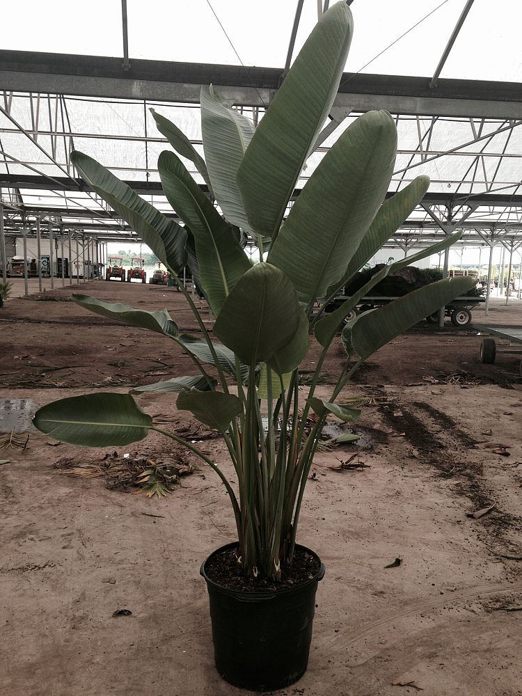 strelitzia-nicolai-white-bird-of-paradise