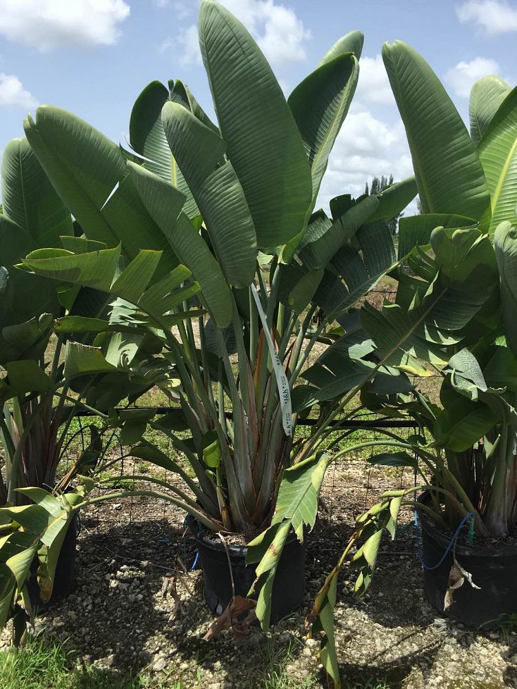 strelitzia-nicolai-white-bird-of-paradise