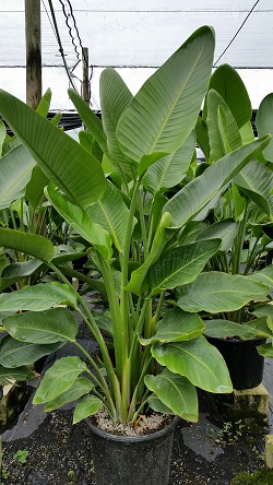 strelitzia-nicolai-white-bird-of-paradise