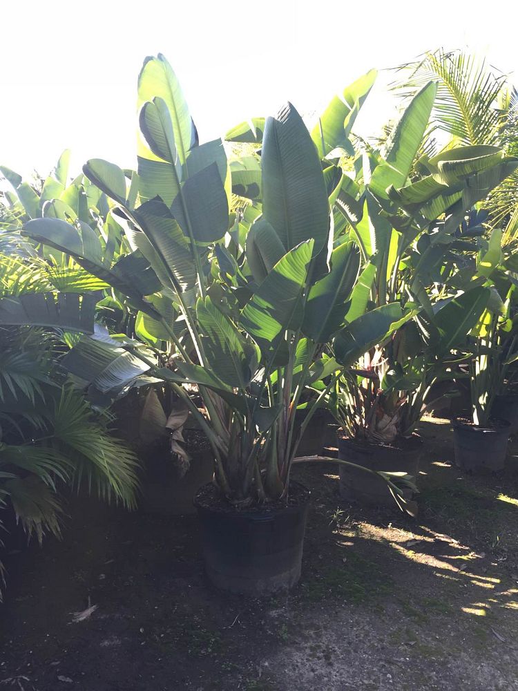 strelitzia-nicolai-white-bird-of-paradise