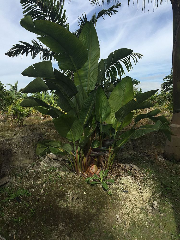 strelitzia-nicolai-white-bird-of-paradise