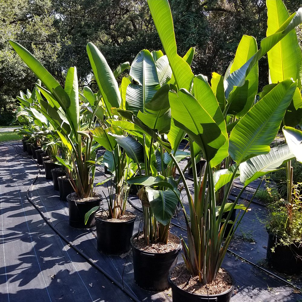 strelitzia-nicolai-white-bird-of-paradise
