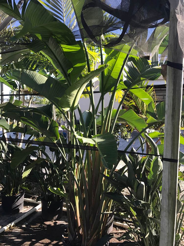 strelitzia-nicolai-white-bird-of-paradise