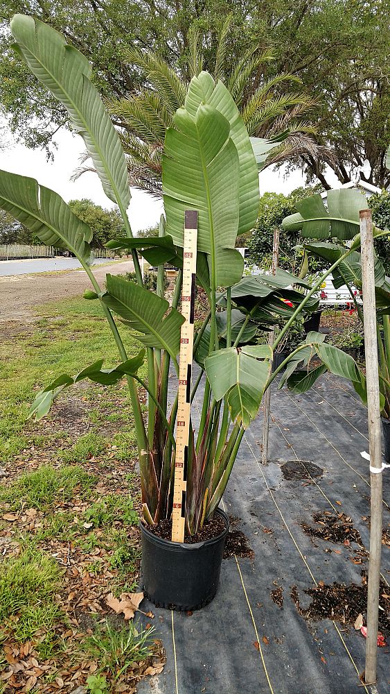 strelitzia-nicolai-white-bird-of-paradise