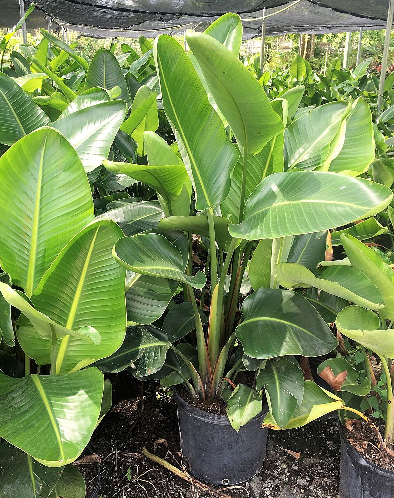 strelitzia-nicolai-white-bird-of-paradise