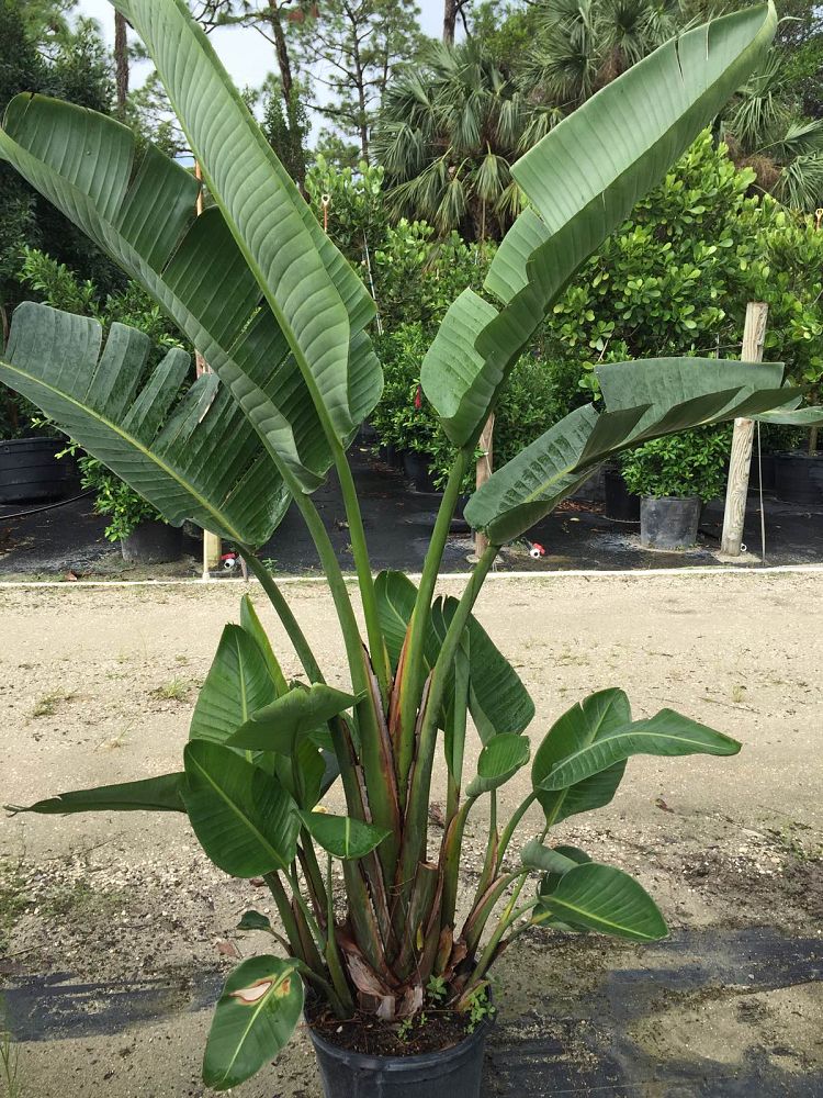 strelitzia-nicolai-white-bird-of-paradise