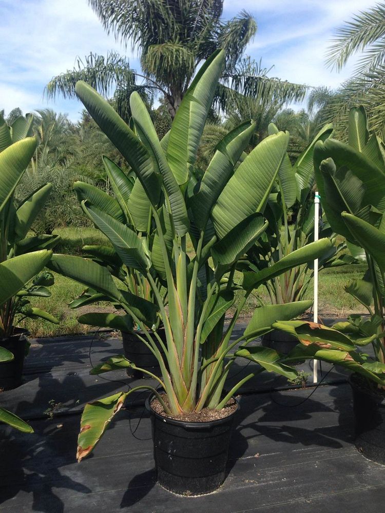 strelitzia-nicolai-white-bird-of-paradise
