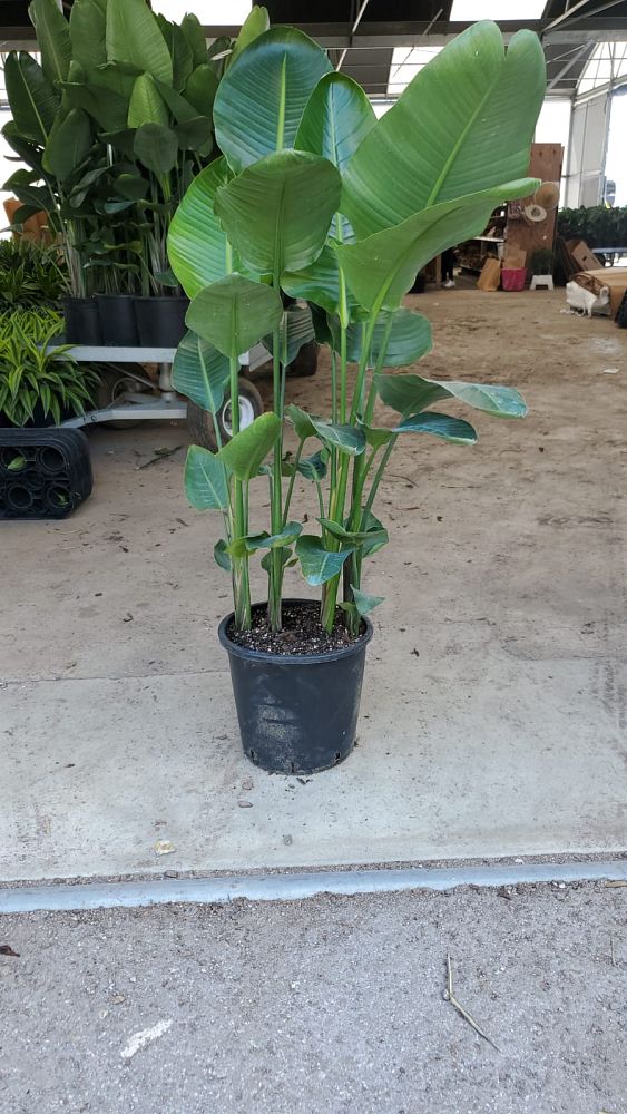 strelitzia-nicolai-white-bird-of-paradise
