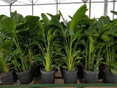 strelitzia-nicolai-white-bird-of-paradise