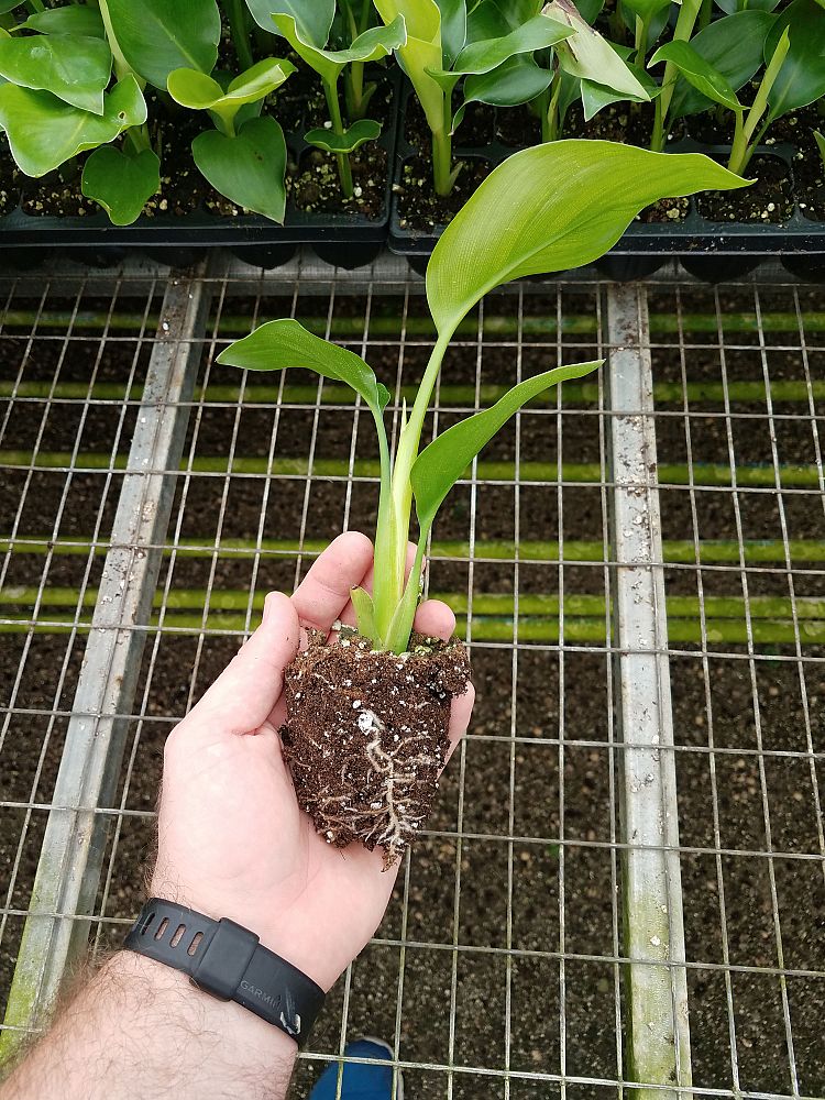 strelitzia-nicolai-white-bird-of-paradise