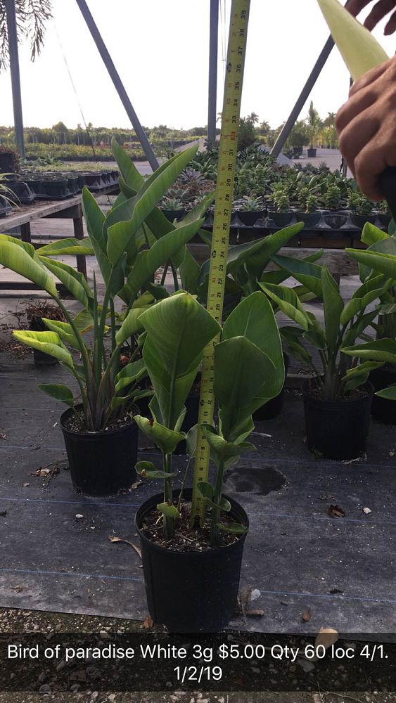 strelitzia-nicolai-white-bird-of-paradise