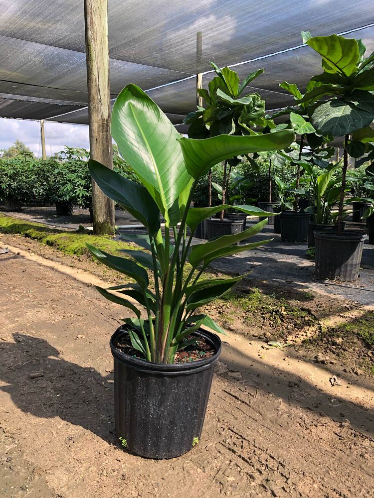 strelitzia-nicolai-white-bird-of-paradise