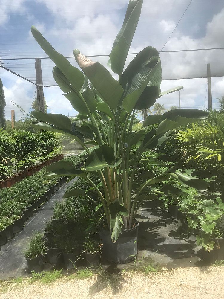 strelitzia-nicolai-white-bird-of-paradise