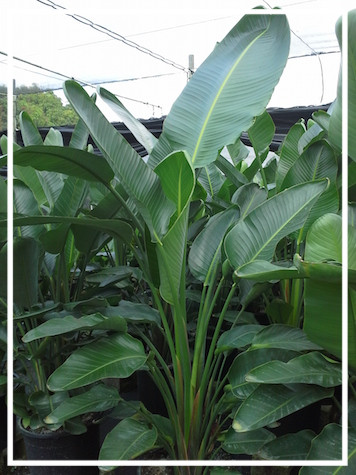 strelitzia-nicolai-white-bird-of-paradise