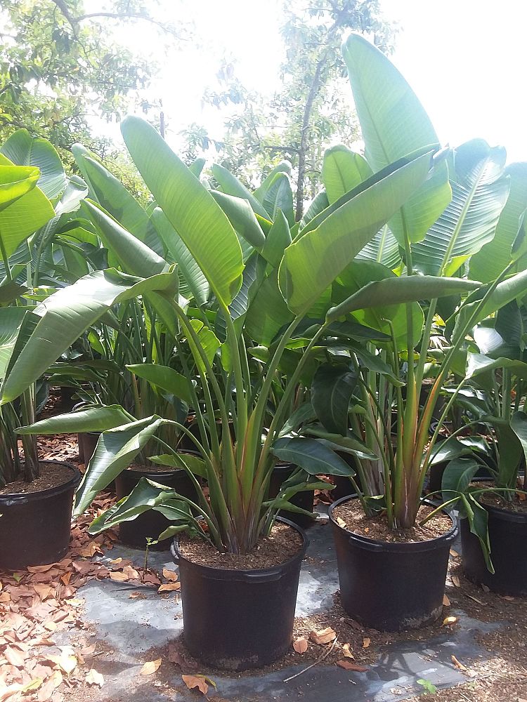 strelitzia-nicolai-white-bird-of-paradise