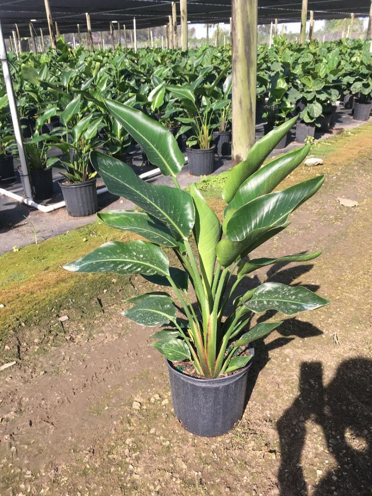 strelitzia-nicolai-white-bird-of-paradise