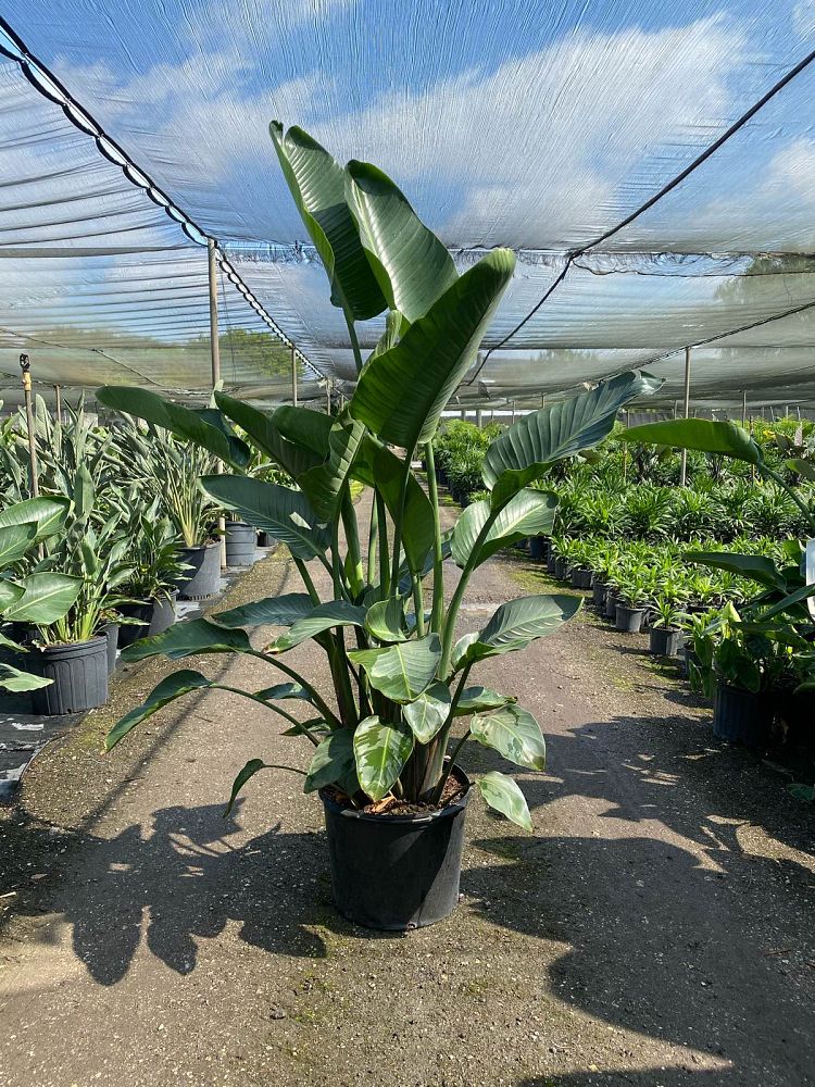 strelitzia-nicolai-white-bird-of-paradise