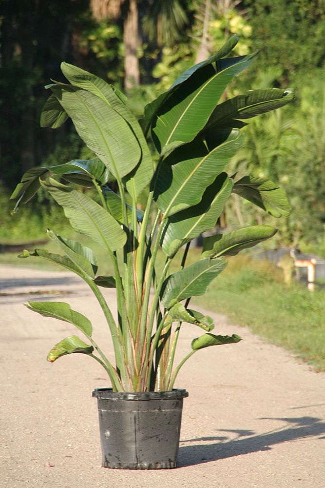 strelitzia-nicolai-white-bird-of-paradise