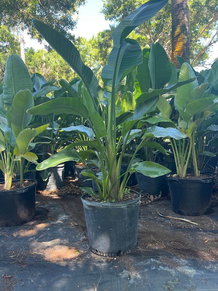 strelitzia-nicolai-white-bird-of-paradise