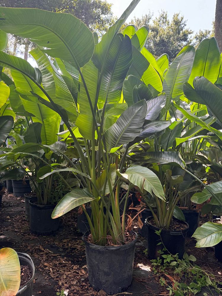 strelitzia-nicolai-white-bird-of-paradise