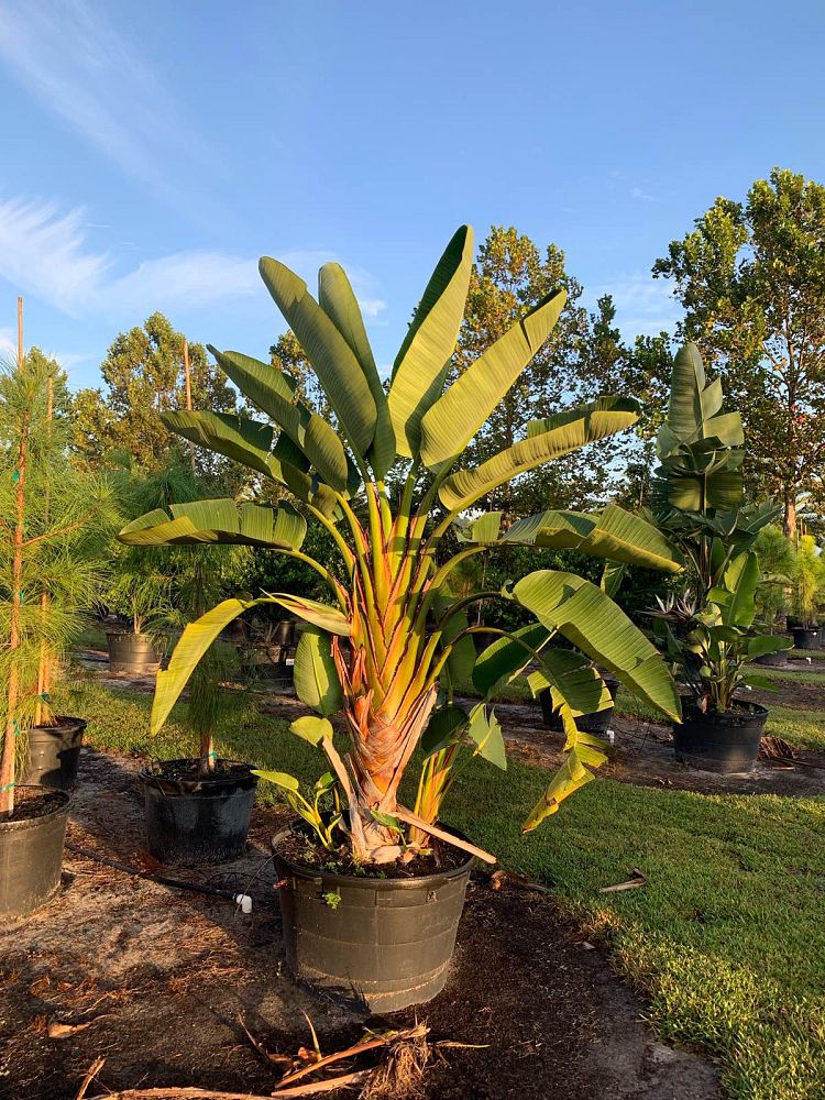 strelitzia-nicolai-white-bird-of-paradise