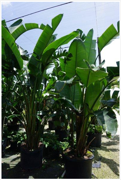 strelitzia-nicolai-white-bird-of-paradise