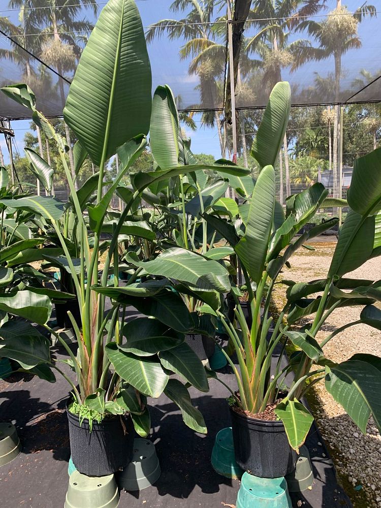 strelitzia-nicolai-white-bird-of-paradise