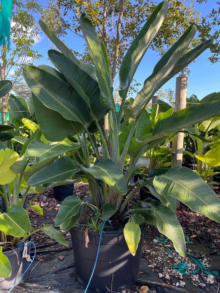 strelitzia-nicolai-white-bird-of-paradise