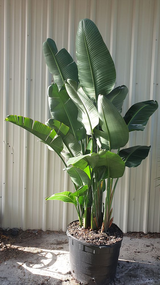 strelitzia-nicolai-white-bird-of-paradise
