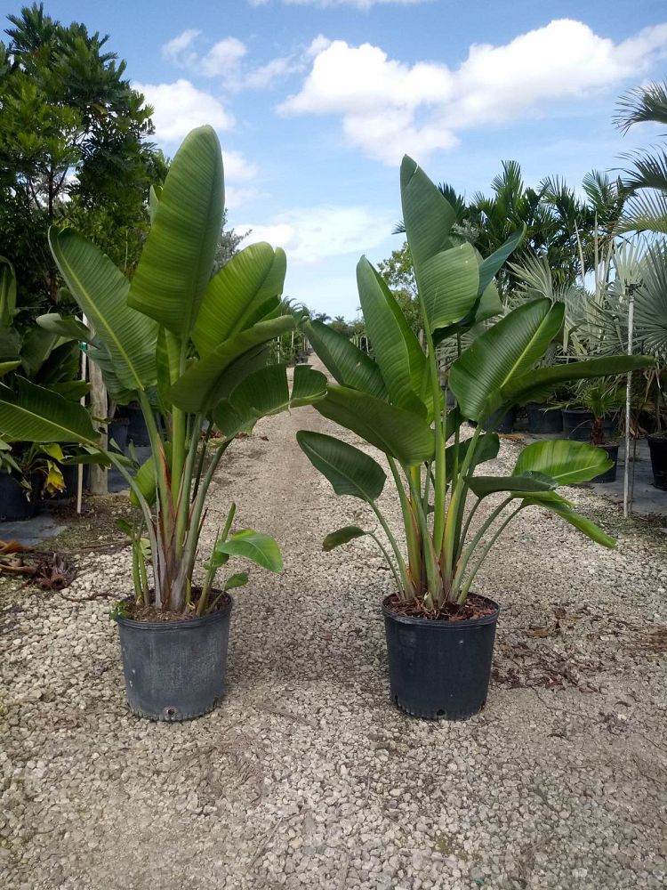 strelitzia-nicolai-white-bird-of-paradise