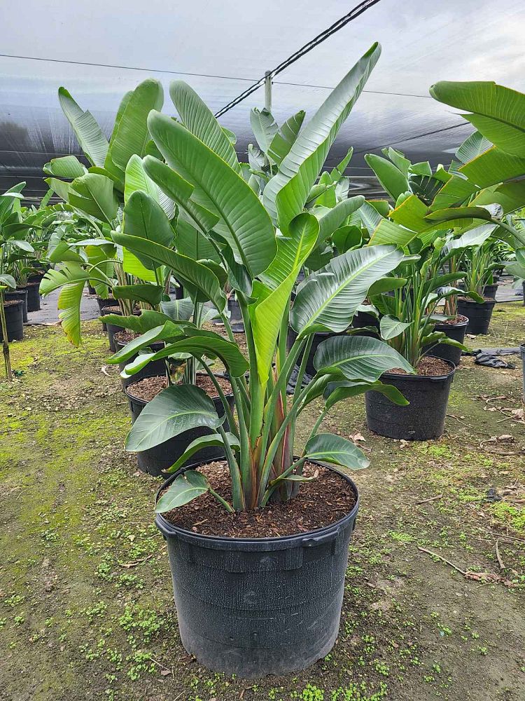 strelitzia-nicolai-white-bird-of-paradise