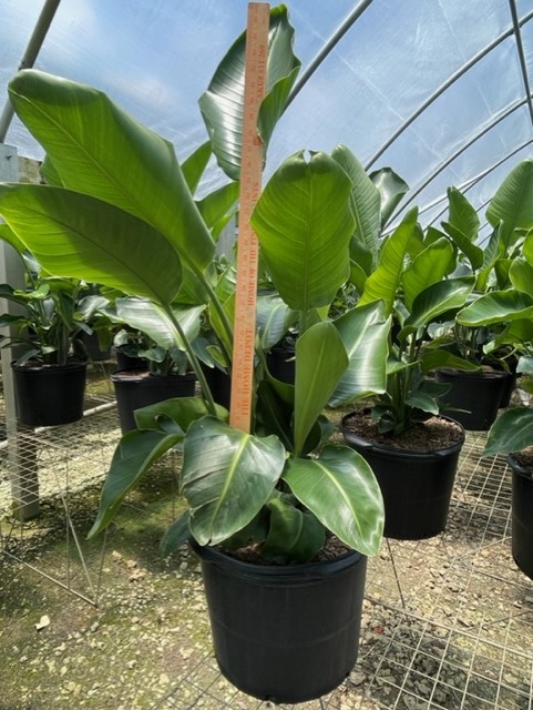 strelitzia-nicolai-white-bird-of-paradise