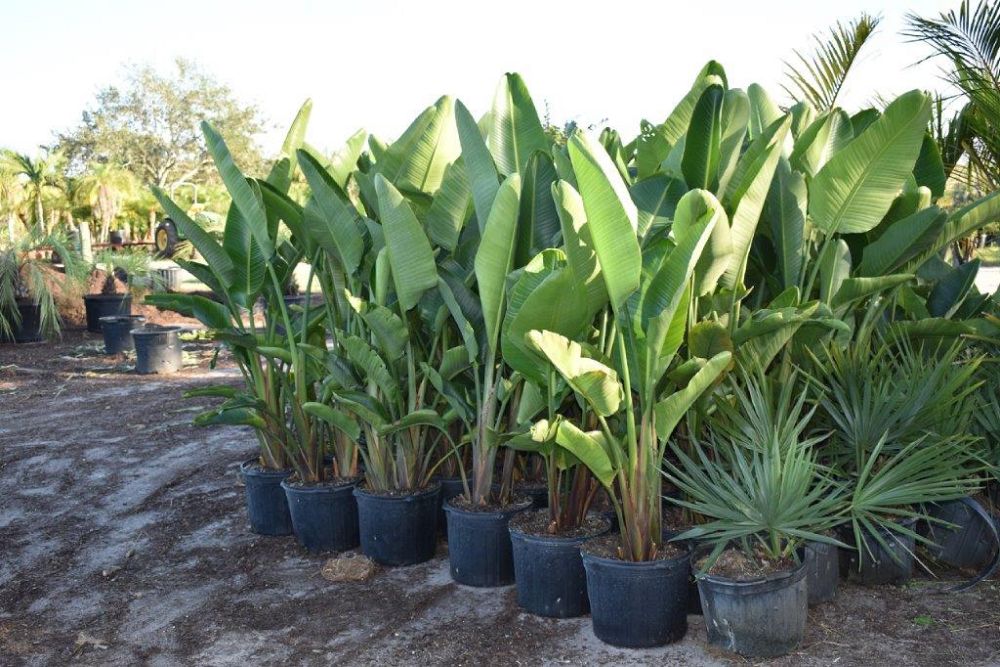 strelitzia-nicolai-white-bird-of-paradise