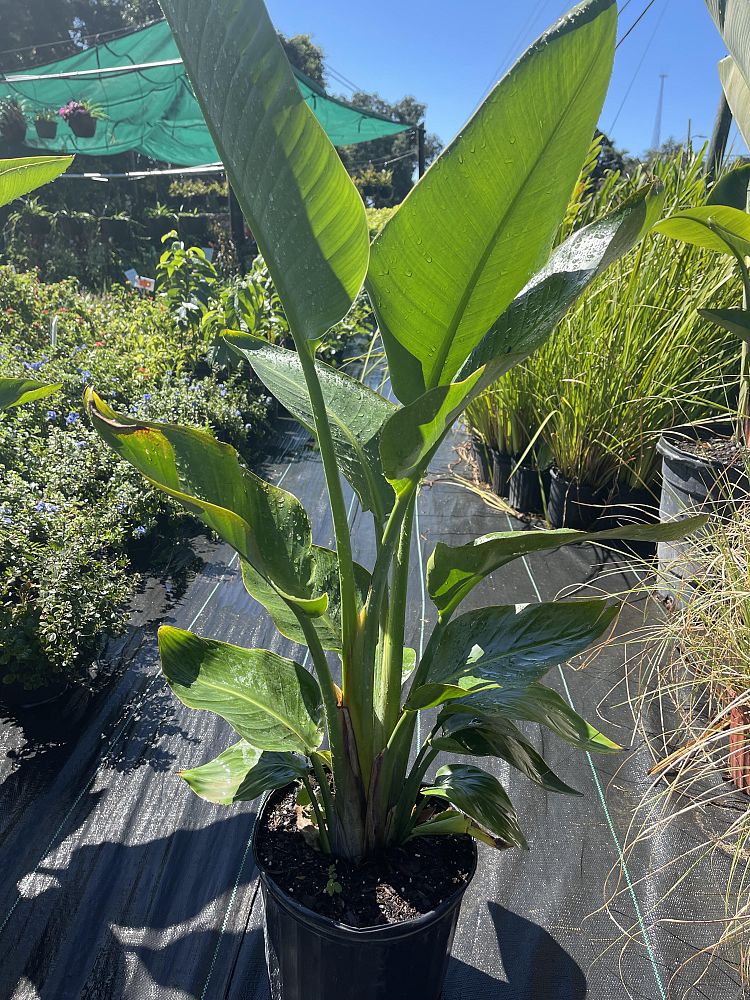 strelitzia-nicolai-white-bird-of-paradise