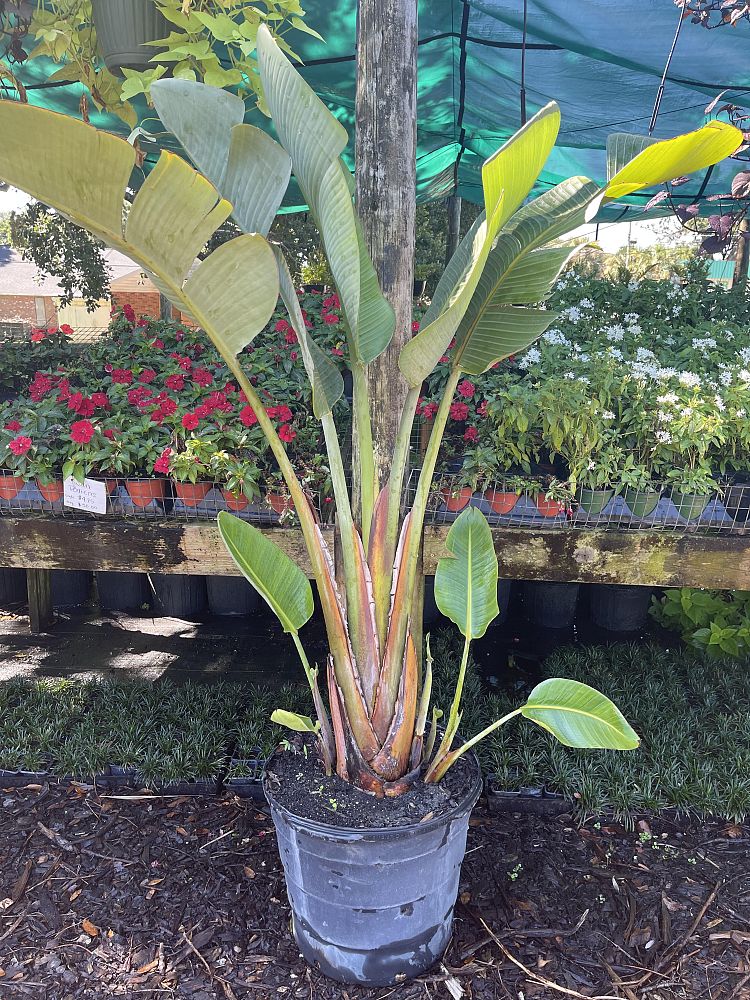strelitzia-nicolai-white-bird-of-paradise