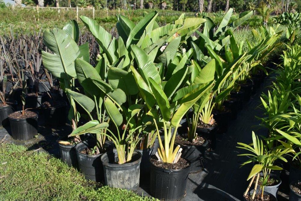 strelitzia-nicolai-white-bird-of-paradise