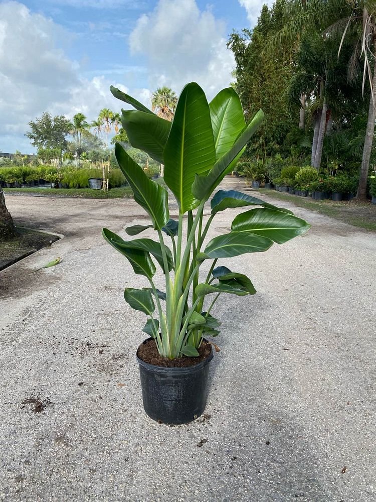 strelitzia-nicolai-white-bird-of-paradise
