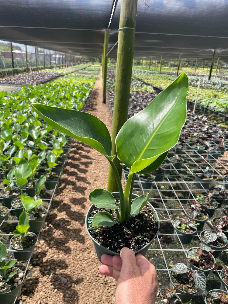 strelitzia-nicolai-white-bird-of-paradise