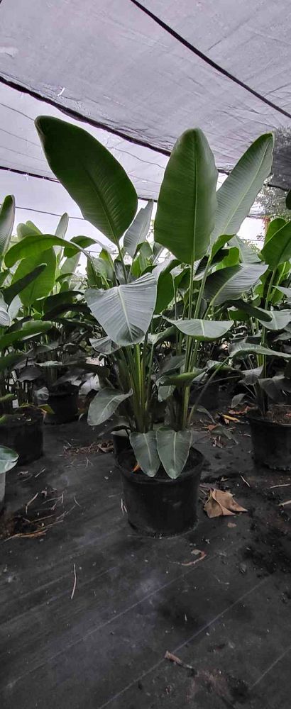 strelitzia-nicolai-white-bird-of-paradise